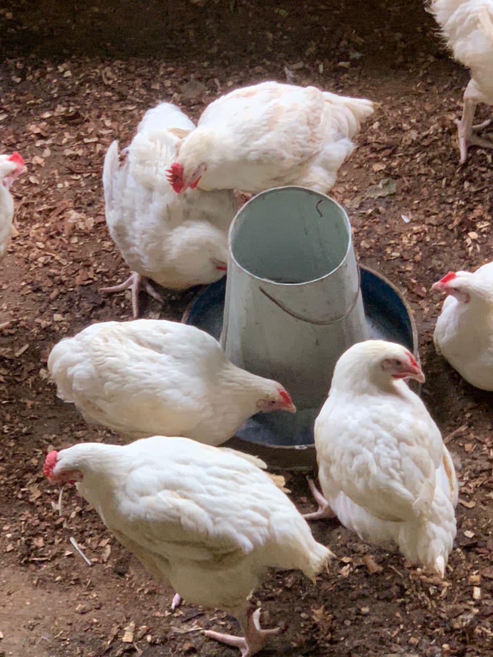 Livestock & Animal Products