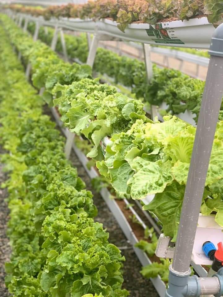 Hydroponic Vegetables