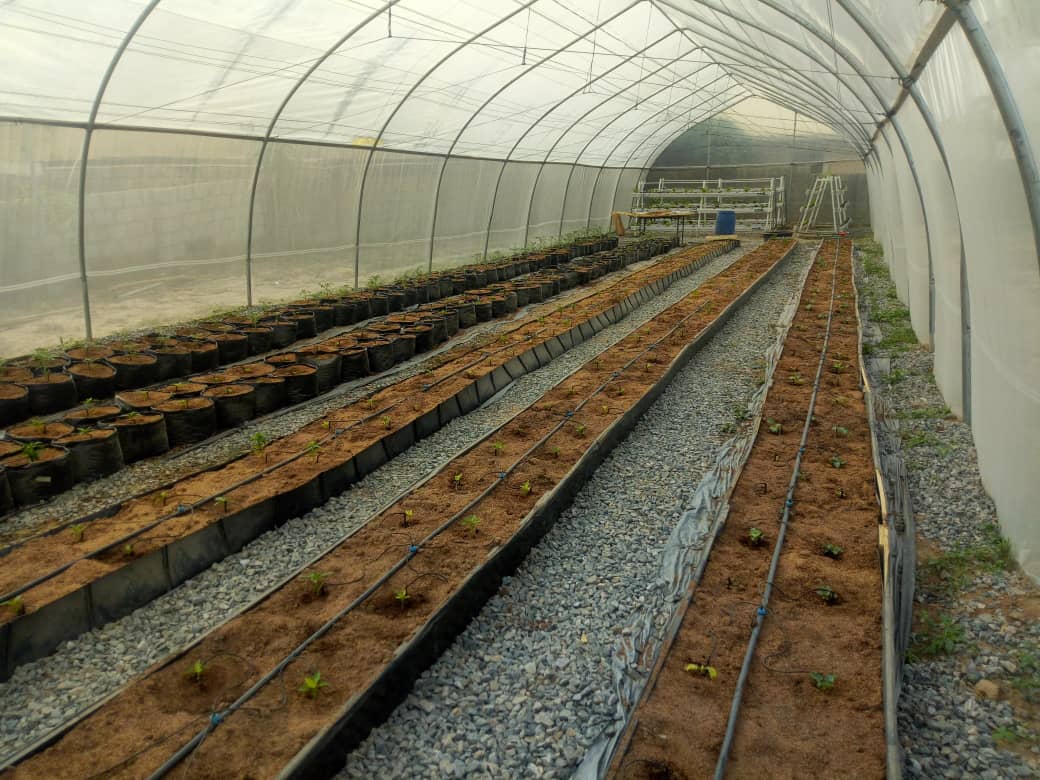 Hydroponic Greenhouse